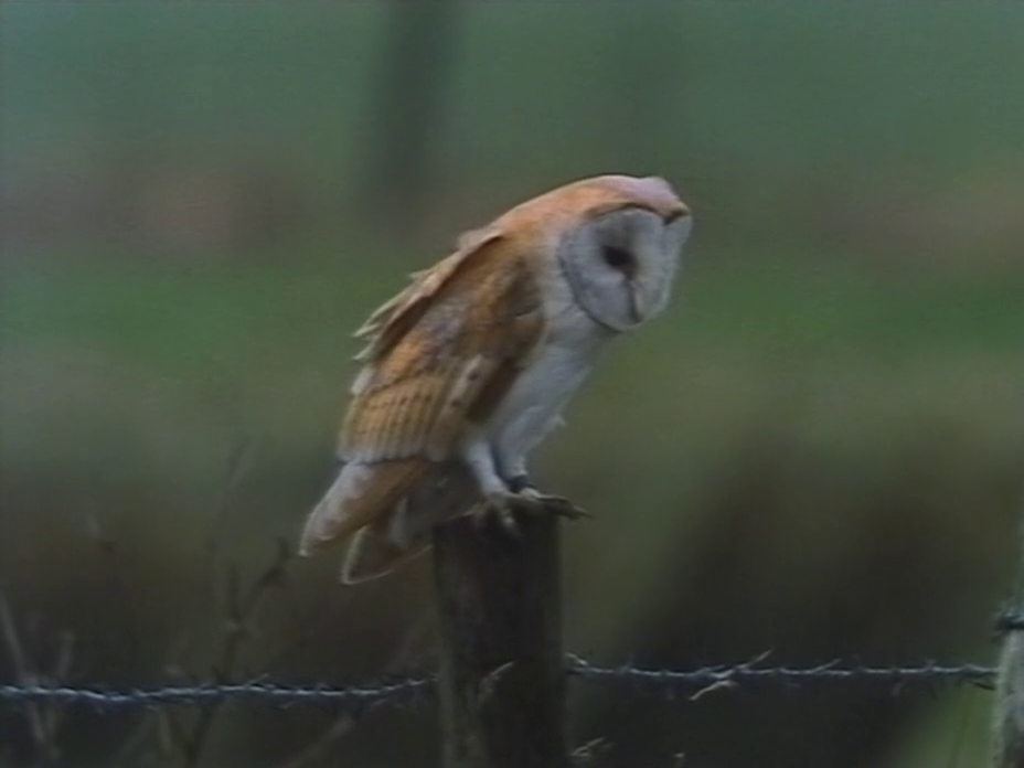 barnowl5
